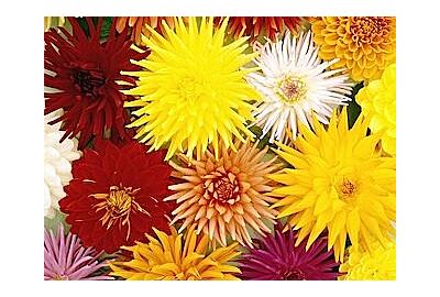 Various colored Dahlias in a bouquet